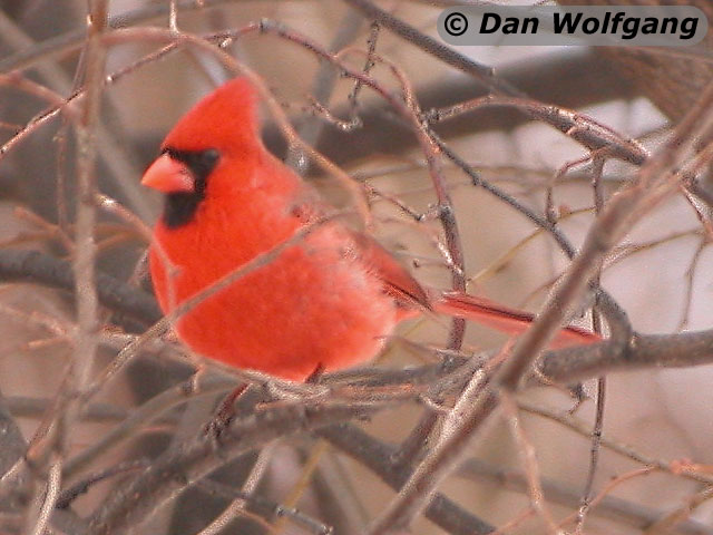 Male Cardinal