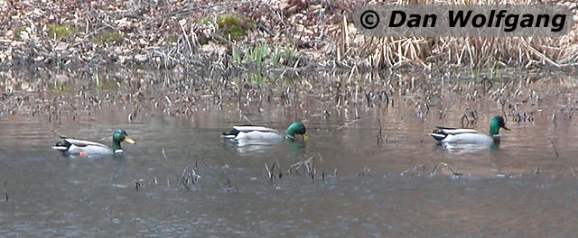 Ducks