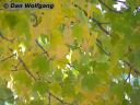 (1) Greens and yellows