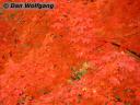 Orange-red