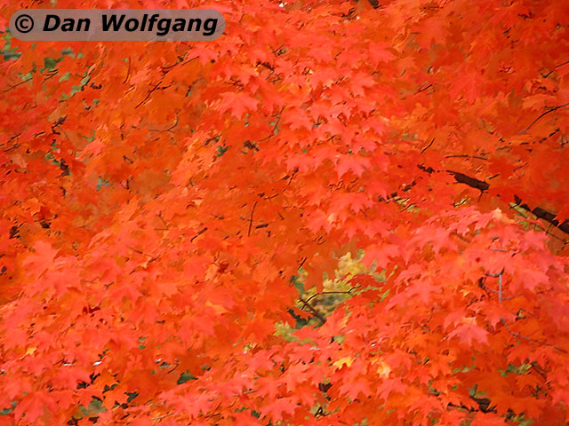 Orange-red