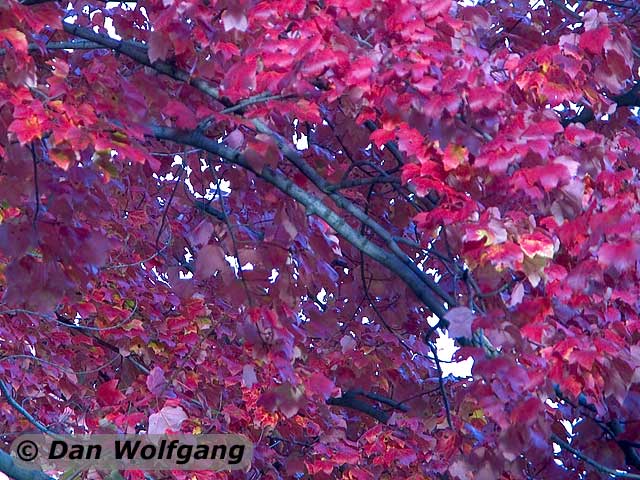 Deep red