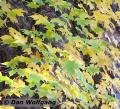 (2) Greens and yellows