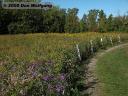 5 Wildflowers
