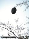 Bee's Nest at Mt Philo