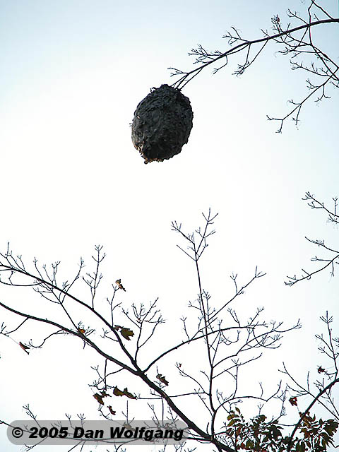Bee's Nest at Mt Philo