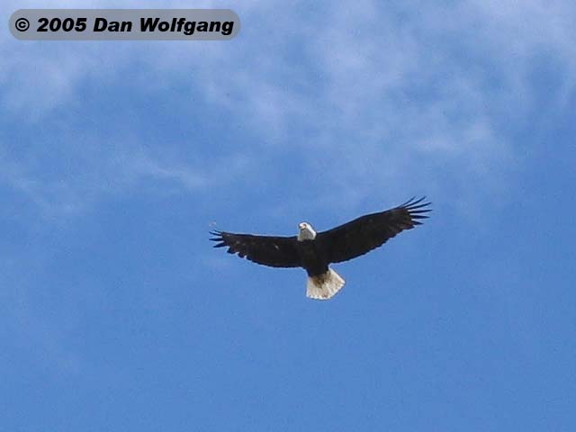 Bald Eagle