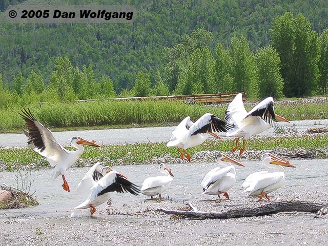 Pelicans