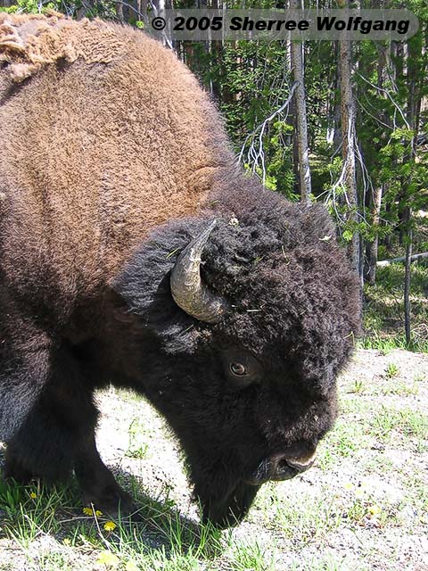 Buffalo Up Close