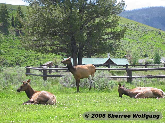 Elk in the Picnic Area