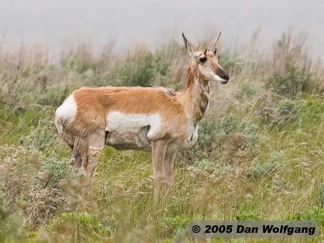 Pronghorn Antelope