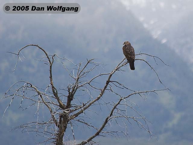 Prairie Falcon