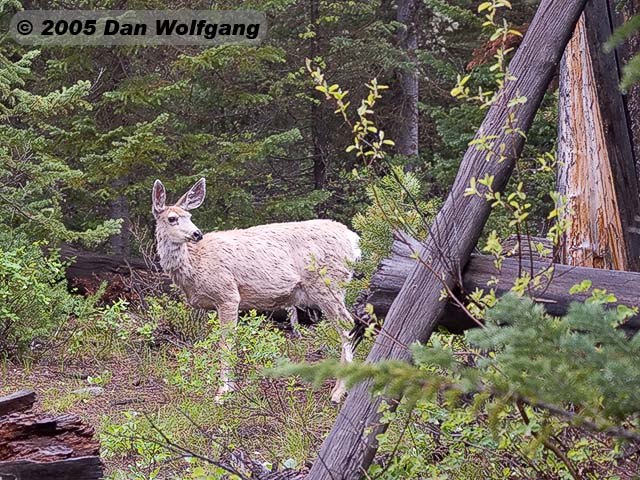 Mule Deer