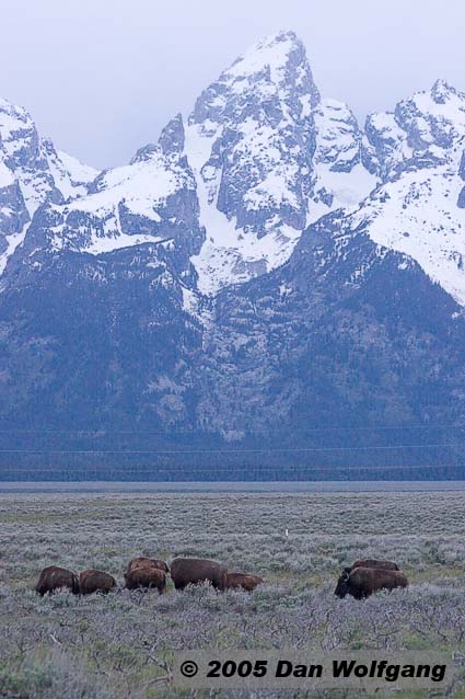 Buffalo in front of Grand Teton