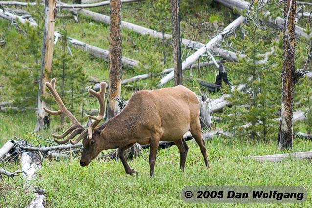 Elk