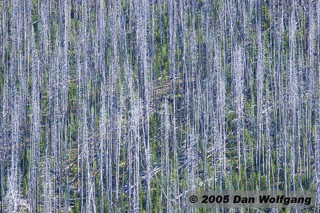 Dead Trees