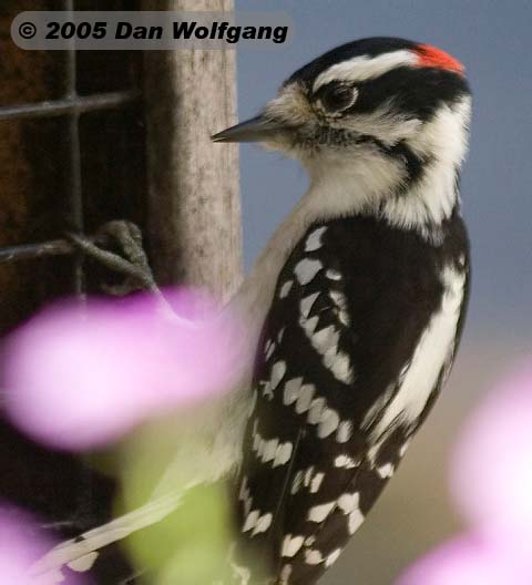 Male Hairy Woodpecker