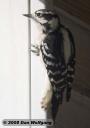 Female Hairy Woodpecker