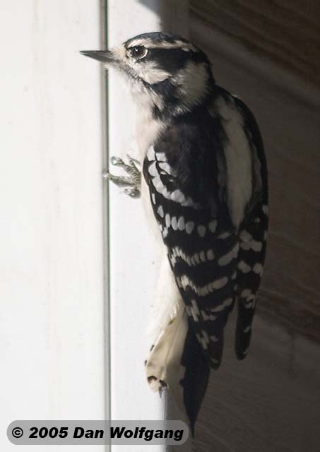 Female Hairy Woodpecker