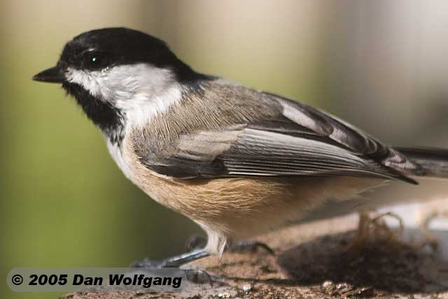 Chickadee