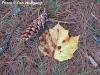 Macro