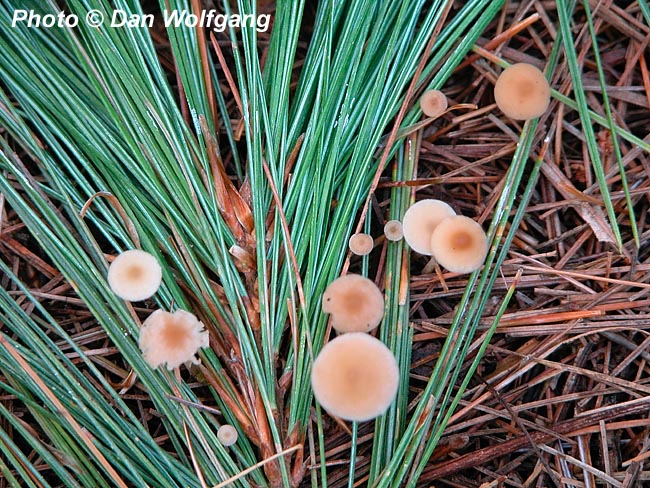 Macro of Pine Needles and Mushrooms