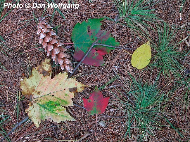 Macro of Leaves and Stuff