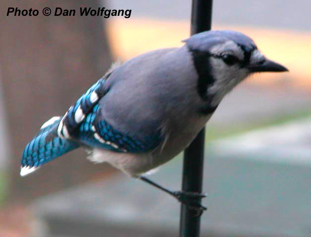 Blue Jay