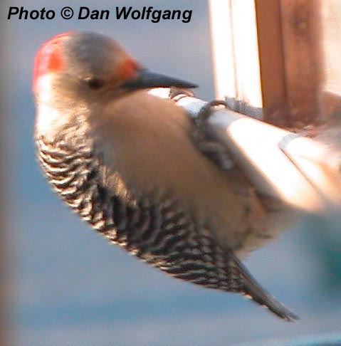 Red-Bellied Woodpecker