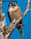 Northern Hawk Owl