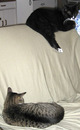 Cats (2 of 2).jpg